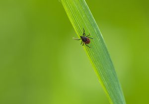 Ticks can spread the blood parasite known as Babesia